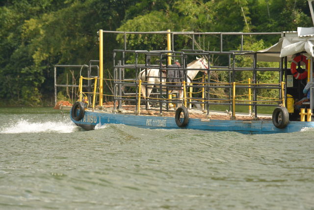 Caballo en barco Amaní