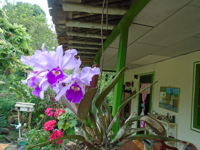 Orquideas y casa verde