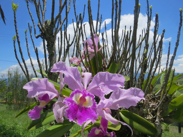 orquidea y palos