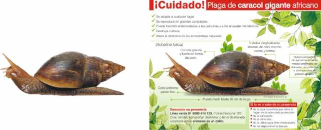 info Caracol africano 