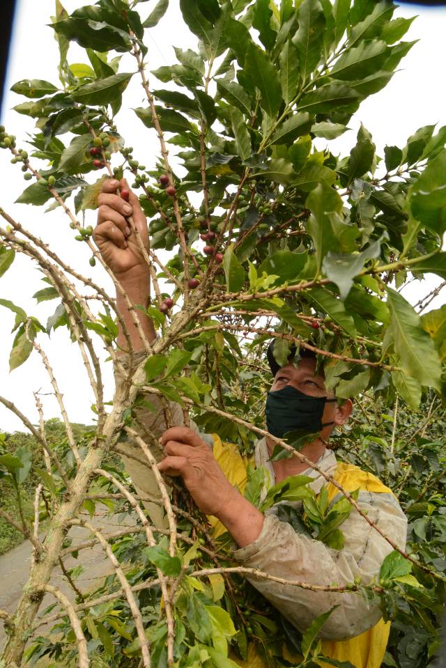 Wilson Castañeda. Toda una vida al servicio del café.