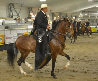 FERIA EQUINA 