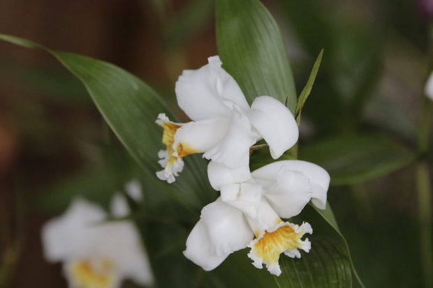 Festival de Orquídeas 