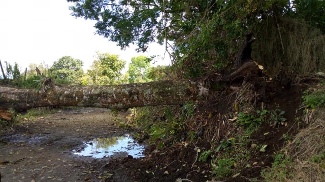 Vendaval tiró abajo árboles en Anserma.