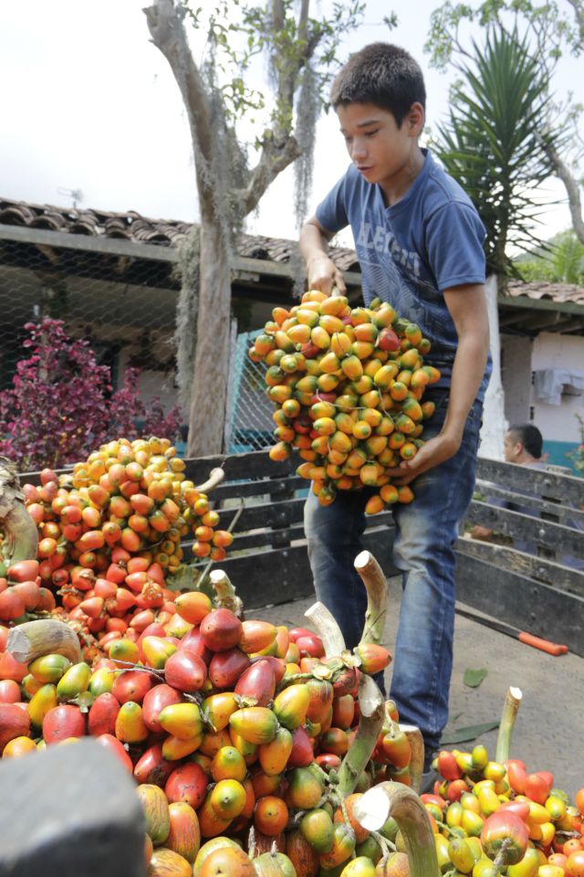 Chontadura, fruto que fortifica y alimenta