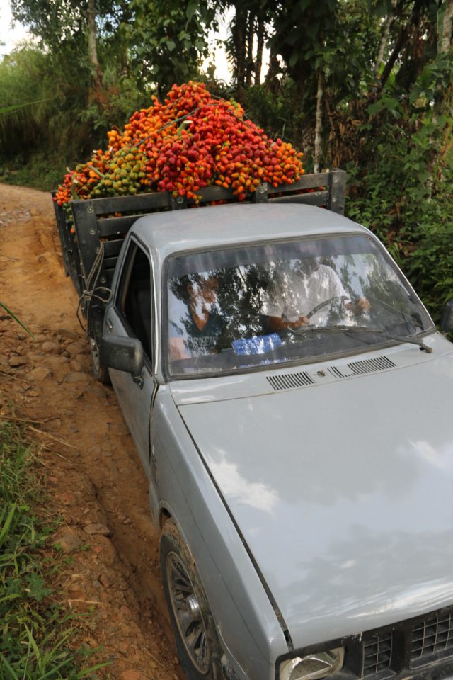 Chontadura, fruto que fortifica y alimenta