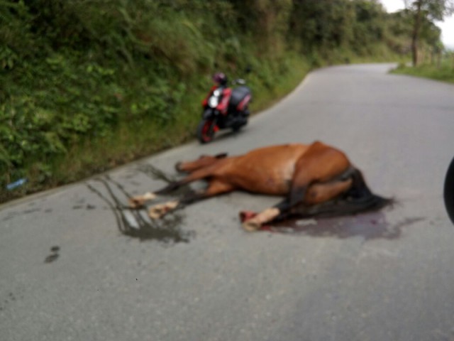 En la vía que de Pácora conduce a Aguadas, un motociclista chocó contra un caballo que deambulaba por la vía.