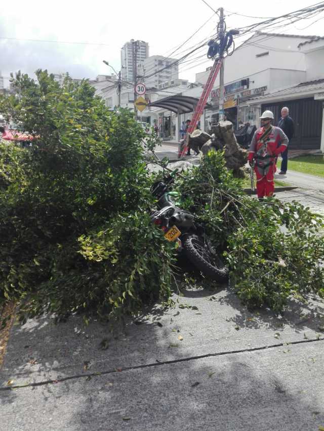 Le cayó un árbol