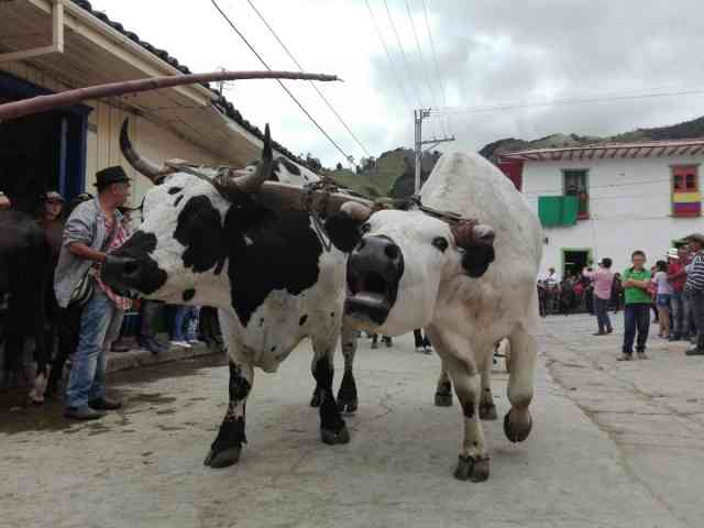 Abrigados por la alegría en Marulanda