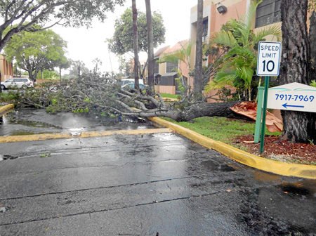 Los vientos huracanados se empezaron a sentir en Florida. Un árbol cedió ante su furia. 