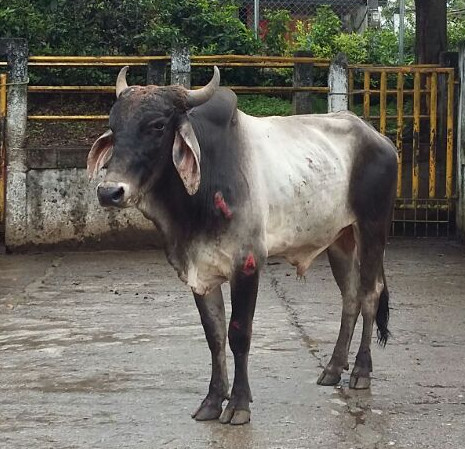 El semoviente que atacó a las personas. Se lo devolvieron al dueño, a quien lo investigarán.