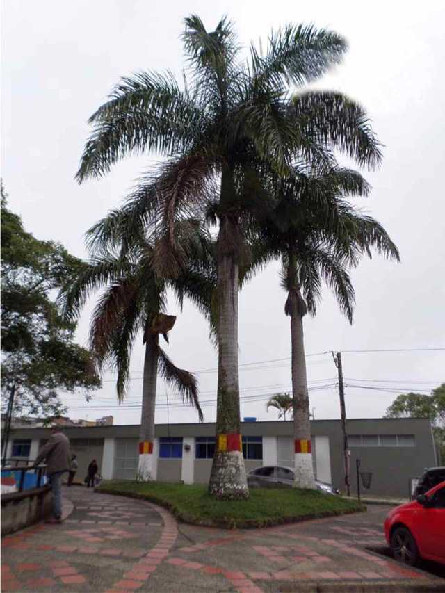 Es constante la caída de ramas de estas palmas del Parque Simón Bolívar en Anserma; algunas, con raíces deterioradas.
