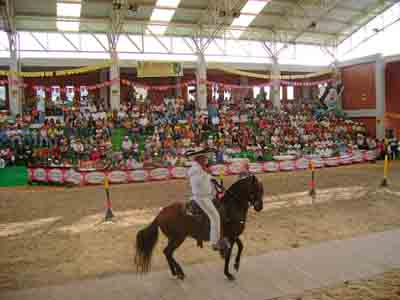 Exposición equina grado B