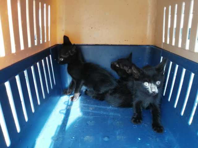 En Norcasia abandonaron los gatos dentro de un costal