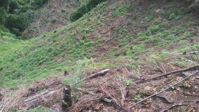 Fotos | LA PATRIA y Ejército| LA PATRIA  El sector, sin plantaciones.