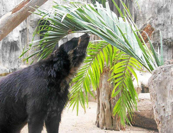 El zoológico de Barranquilla ha registrado al oso Chucho en su cuenta de Twitter. Asegura que es de los animales más queridos po