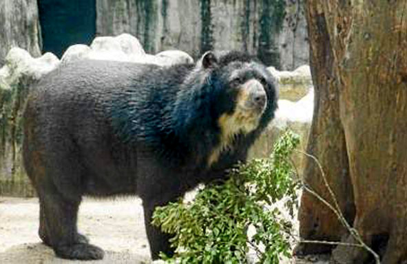 El zoológico de Barranquilla ha registrado al oso Chucho en su cuenta de Twitter. Asegura que es de los animales más queridos po