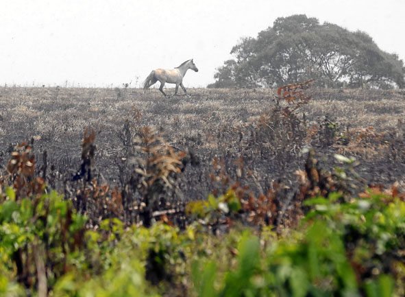 Alarma por la destrucción de cerca 220 hectáreas de vegetación.