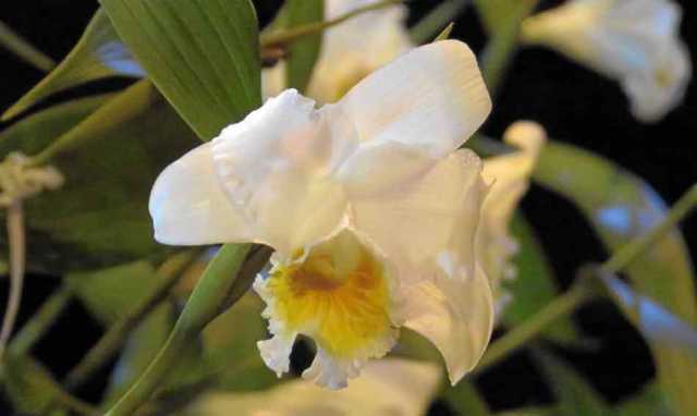 Sobralia Virginalis, la orquídea exaltada. 