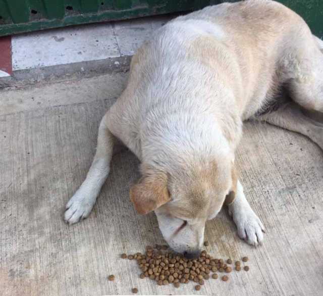 Comida para animales Supía. La Alcaldía sabe que la actual situación afecta a todos los seres, incluyendo animales de calle. Por