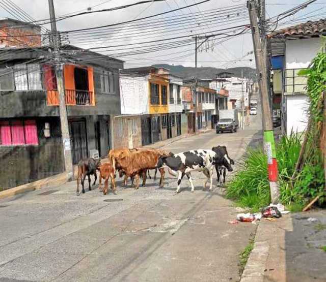 Vacas sueltas