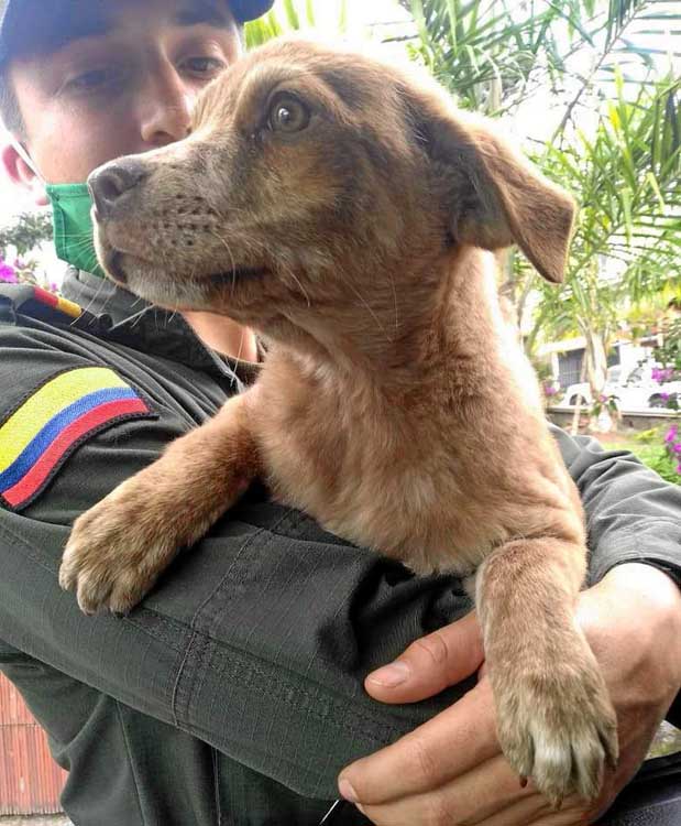 Daisy Lucía Zuluaga se convirtió en el ángel de las mascotas. recuperó un cachorro que era víctima de maltrato y lo dio en adopc