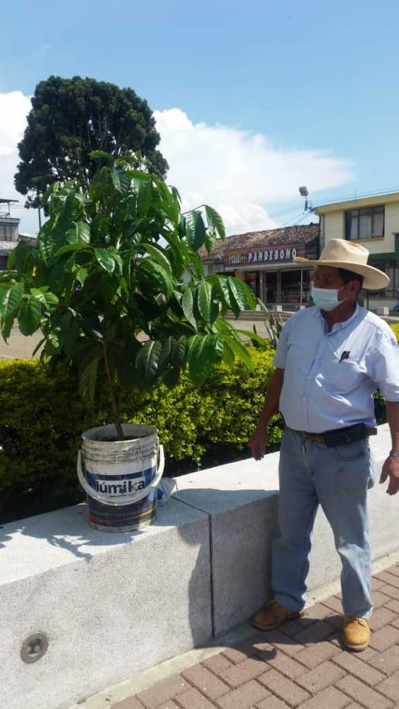 Plantaron cafetos