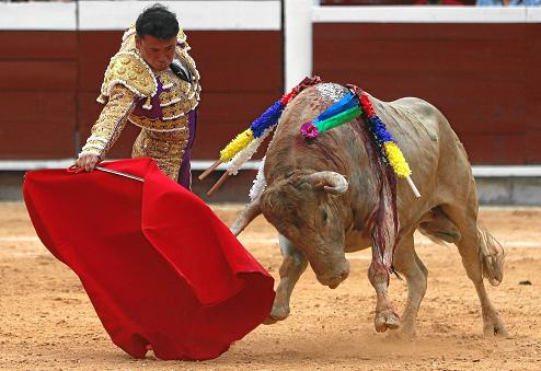 Guerrita Chico lidia al toro Jilguero, de 460 kilos.
