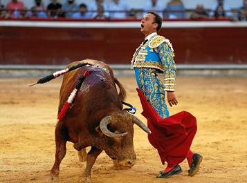 El torero español Antonio Ferrera lidia al toro Año Nuevo, de 508 kilos.