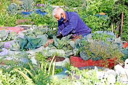 Impulso al agro urbano