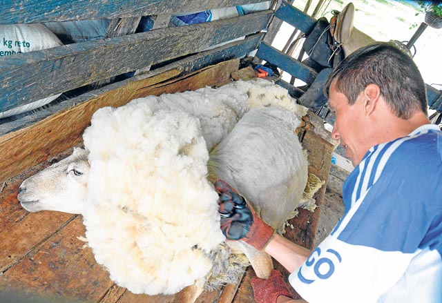 Luis Ríos, agregado de la finca La Esperanza y encargado de esquilar las ovejas.