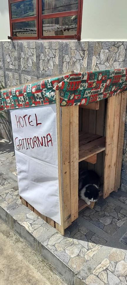 Hotel para gatos