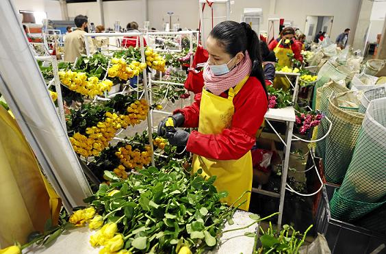 Las flores son exportadas a Estados Unidos, Canadá, Países Bajos, Reino Unido, Japón, España, Rusia y Polonia.
