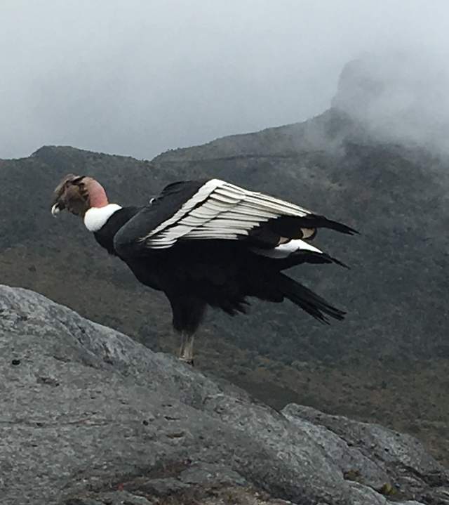 Expertos aseguran que las aves son importantes en los procesos ecosistémicos, se encargan de controlar plagas y dispersan semill