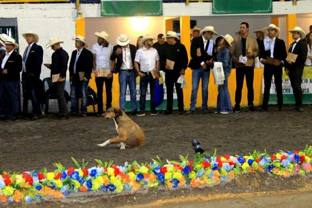 Perro equino    Foto | Rubén Darío López | LA PATRIA