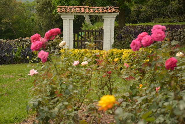 Las rosas siempre han florecido en la Hacienda El Paraíso como testimonio del amor que nació entre Efraín y María.