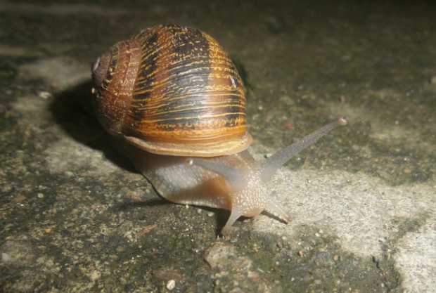 Caracol nocturno