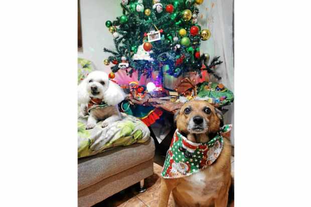 Kitty y Lolita pasaron la Navidad en el barrio El Palmar. Posan junto al árbol y esperan hoy a los Reyes Magos.