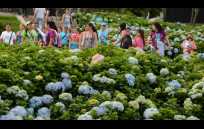 Margaritas amarillas y hortensias azules en el Parque del Agua