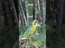 Extraña especie de reptil llama la atención en Pensilvania