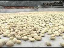 Mejora cosecha cafetera durante primer trimestre del 2016