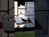 Canarios en el barrio Lleras