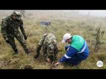 #CaldasSiembra 500 frailejones en el Nevado del Ruíz