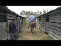 Exposición Equina Salamina 2016