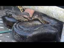 En Putumayo encontraron una anaconda de ocho metros