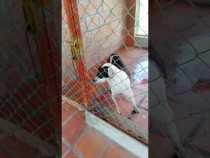 Perro en el Coso Municipal