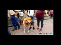 Los disfraces se tomaron el Centro de Manizales