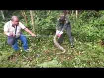 Boa constrictor en Victoria