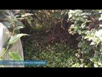 Los jardines del estadio Palogrande están abandonados