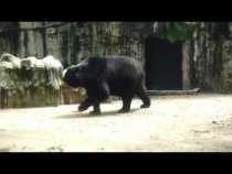 El oso Chucho en el Zoológico de Barranquilla
